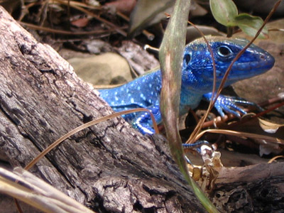 Blue Lizard. Isla Providencia, Colombia