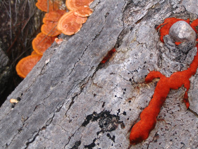 Fungus on wood. Isla Guanaja, Honduras