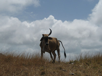 One horned Cow. Isla Providencia, Colombia