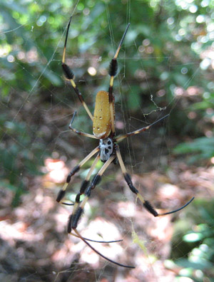 Golden Orb Spider. Isla Providencia, Colombia