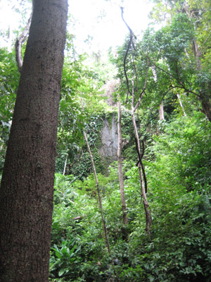 Jungle. Guanaja, Honduras