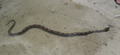 Red Tailed Boa. Guanaja, Honduras