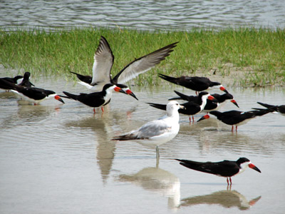 black skimmers. Rockport, Texas