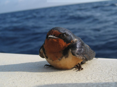 swallow. Gulf of Mexico