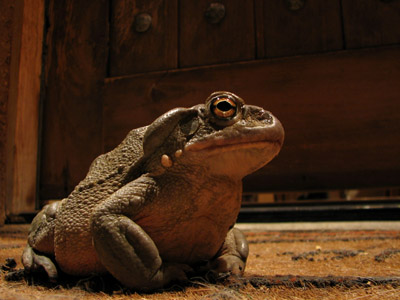 Sonoran desert toad. Rio Rico, Arizona