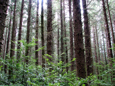 Douglas fir second growth forest. Yachats, Oregon