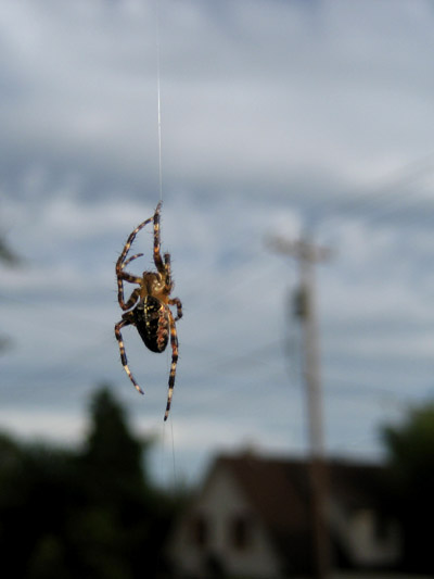Garden Spider, Portland, Oregon