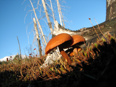 Little Brown Mushrooms. Mount St. Helens Volcanic Monument. Washington.