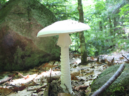 Amanita bisporigera, Destroying Angel