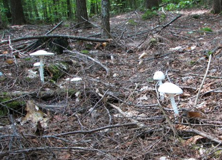 Amanita bisporigera, Destroying Angel