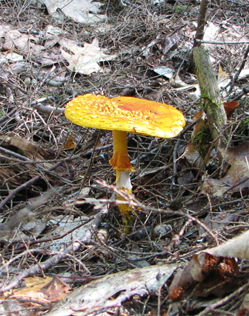 Amanita muscaria eastern yellow variety