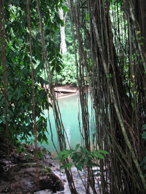Mangrove Roots. Bahia Drake, Costa Rica