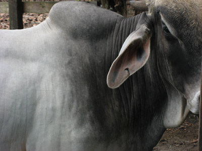 Bull. Puerto Jimenez, Costa Rica