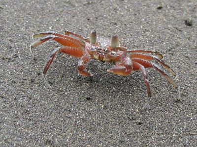 fast crab. Ensenada Naranjo, Panama