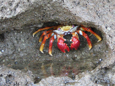 red crab. Isla Bayoneta, Las Perlas, Panama