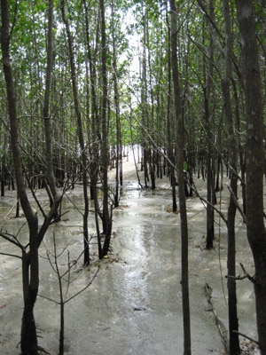 Mangroves. Isla Coiba, Panama