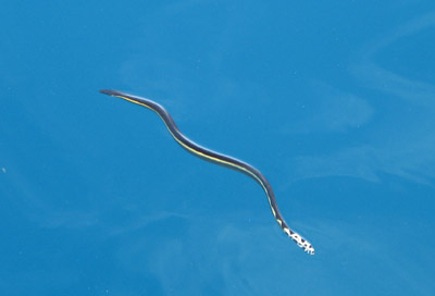 Yellow Bellied Sea Snake. Isla Coiba, Panama