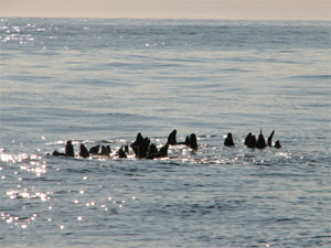 large group of seals offshore