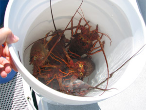 lobster in a bucket