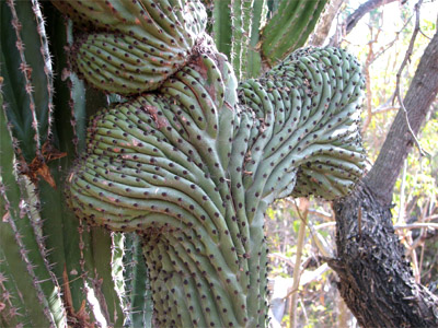Closeup of a mutant cactus