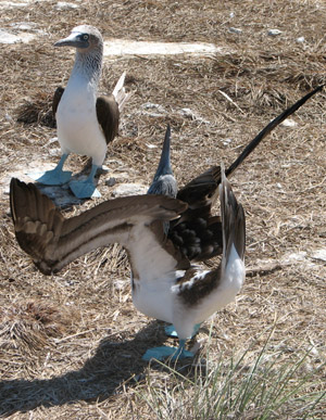 Blue Footed Booby Sky Pointing, Isla Isabella, Mexico