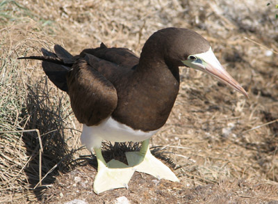 Female Brown Booby, Isla Isabella, Mexico