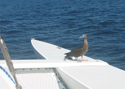 Brown Booby