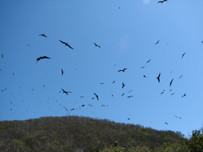 Frigate Birds Flying, Isla Isabella, Mexico