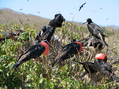 Frigate brids showing red sacks, Isla Isabella, Mexico