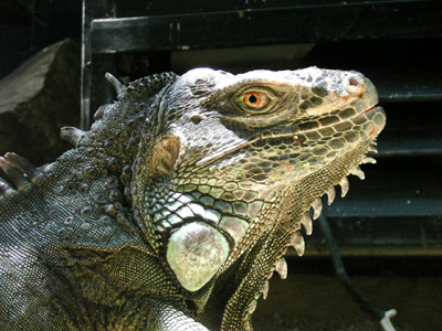 Marine Iguana at the Juice bar, Oaxaca, Mexico