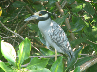 Heron, Bahia Tenacatita, Mexico