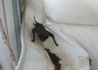 cute bat and bat poop in our sail