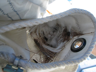 Golondrina (swallow) nest with eggs in our sail