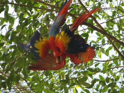 a pair of scarlet macaws. Copan, Honduras