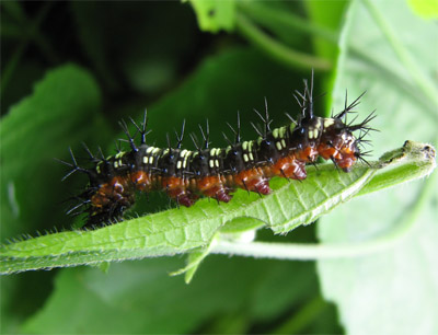 caterpillar, Nicaragua
