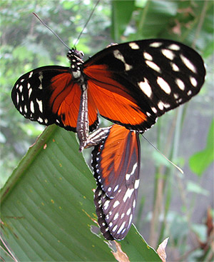 butterflies, Nicaragua