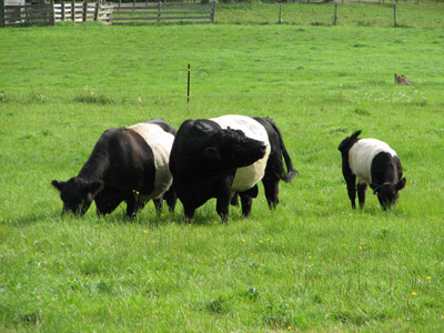 Oreo Cows. Maine
