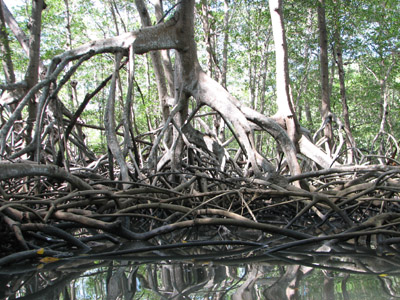 Mangroves. Bahia Huevos, Costa Rica