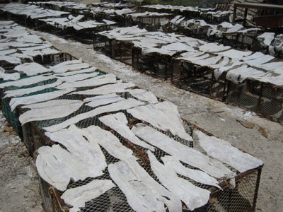 drying salt fish. Isla Mujeres, Mexico