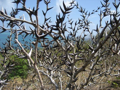 Thorn Bushes. Isla Providencia, Colombia