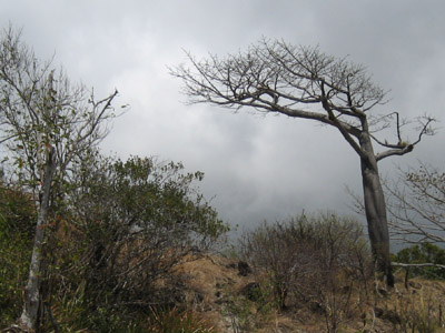 Tree. Isla Providencia, Colombia
