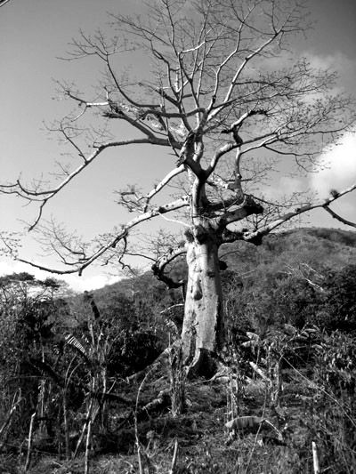 old tree on Isla Providencia, Colombia