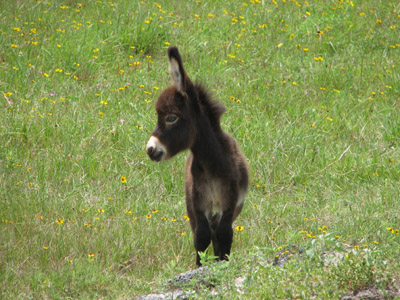 baby donkey. Rockport, Texas