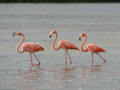flamingos. Isla Holbox, Mexico