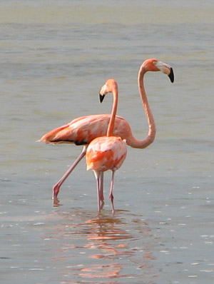 flamingos. Isla Holbox, Mexico