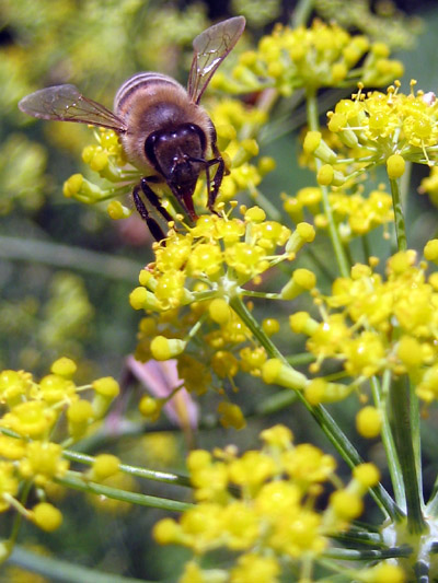 western honey bee on dill weed