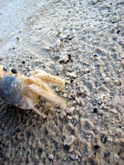 Ghost Crab. Padre Island National Seashore, Texas