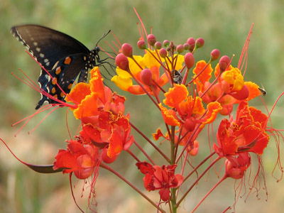 Pipevine swallowtail butterfly on a Red Bird of Paradise flower. Rio Rico, Arizona