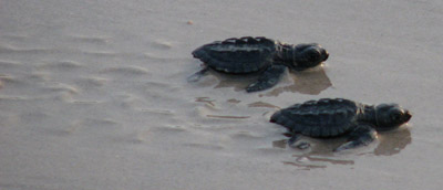 Kemp's ridley sea turtle hatchlings release Padre Island National Seashore, Texas