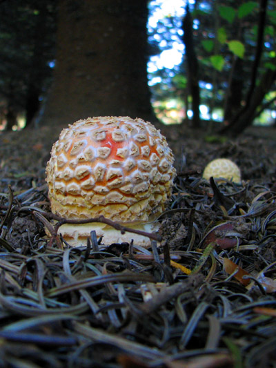 Amanita muscaria